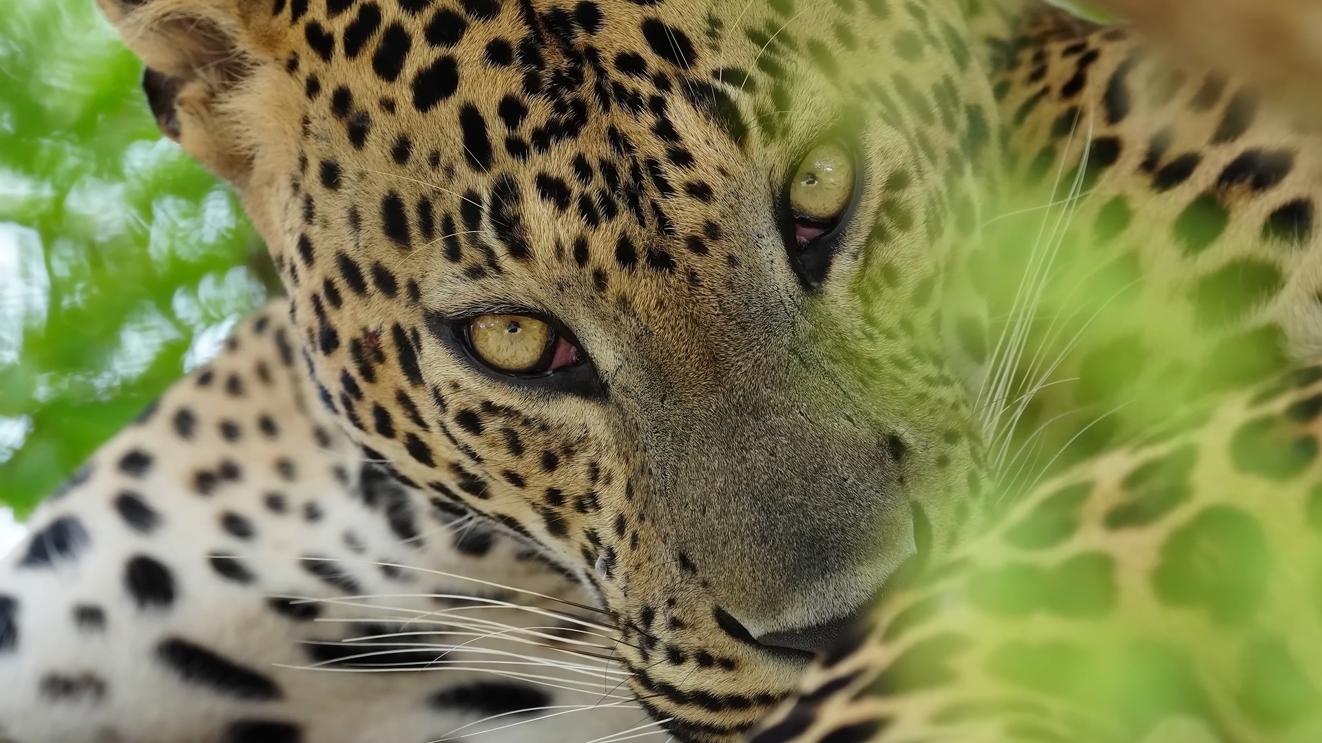 新机鉴赏/Alpha 1 II | Sony | α /索尼大法/牛叉的不要不要的/来来闻闻，尝尝鲜