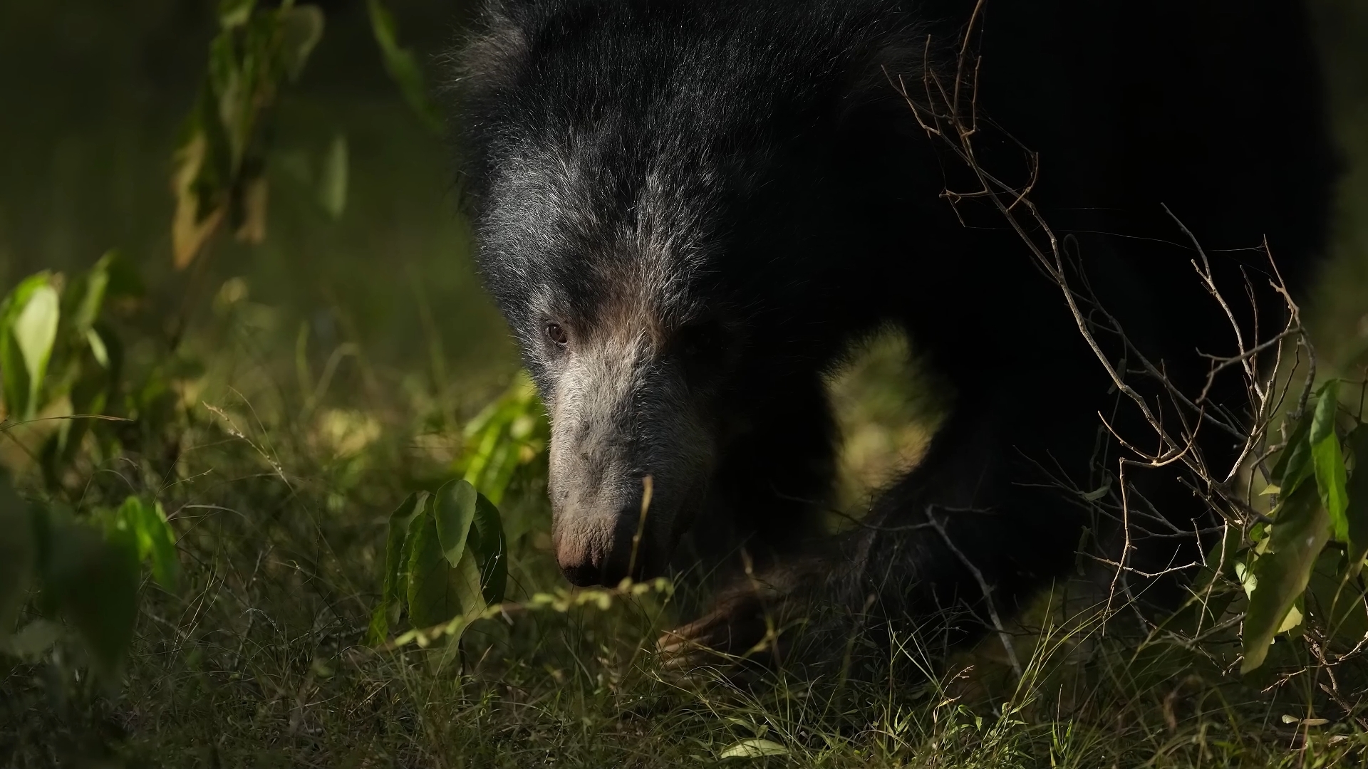 新机鉴赏/Alpha 1 II | Sony | α /索尼大法/牛叉的不要不要的/来来闻闻，尝尝鲜